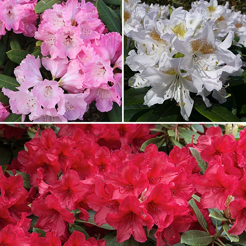 Ericaceous Compost 60L 4 Ericaceous Compost 60L - Image 2