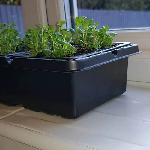 Pack Of 3 Windowsill Propagator Kits 6 Pack Of 3 Windowsill Propagator Kits - Image 4