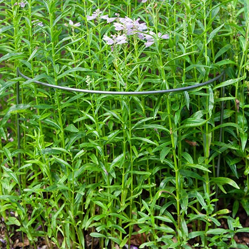 Ready To Rust Curved Steel Plant Supports 3 Pack 3 Ready To Rust Curved Steel Plant Supports 3 Pack