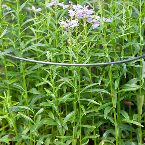 Ready To Rust Curved Steel Plant Supports 3 Pack 4 Ready To Rust Curved Steel Plant Supports 3 Pack - Image 2