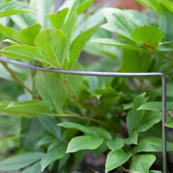 Ready To Rust Curved Steel Plant Supports 3 Pack 10 Ready To Rust Curved Steel Plant Supports 3 Pack -OWL Plant Shop 120098 2