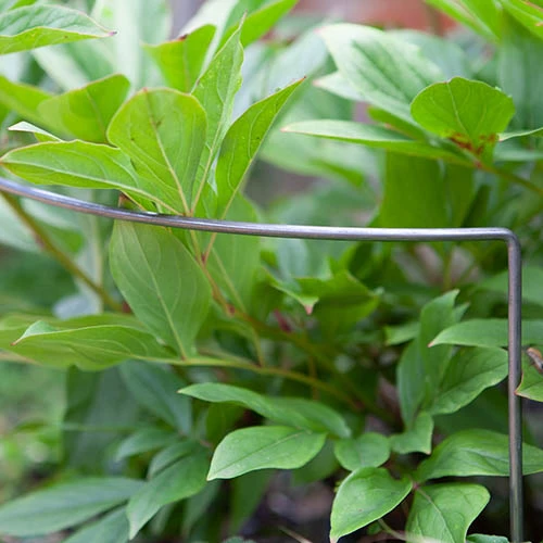 Ready To Rust Curved Steel Plant Supports 3 Pack 5 Ready To Rust Curved Steel Plant Supports 3 Pack - Image 3