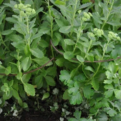 Ready To Rust Curved Steel Plant Supports 3 Pack 12 Ready To Rust Curved Steel Plant Supports 3 Pack -OWL Plant Shop 120098 4