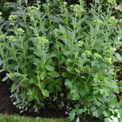 Ready To Rust Curved Steel Plant Supports 3 Pack 13 Ready To Rust Curved Steel Plant Supports 3 Pack -OWL Plant Shop 120098 5