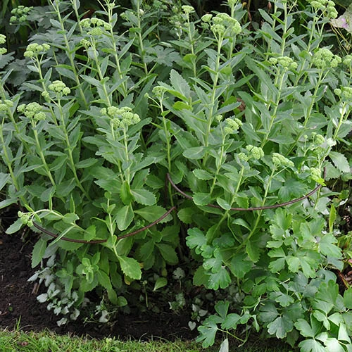 Ready To Rust Curved Steel Plant Supports 3 Pack 8 Ready To Rust Curved Steel Plant Supports 3 Pack - Image 6