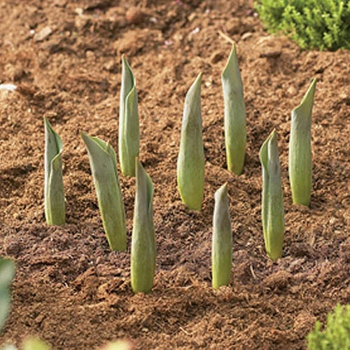 Round Bulb Baskets (Pack Of 3) 6 Round Bulb Baskets (Pack Of 3) - Image 4