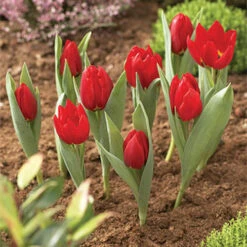 Round Bulb Baskets (Pack Of 3) 13 Round Bulb Baskets (Pack Of 3) -OWL Plant Shop 120105 4