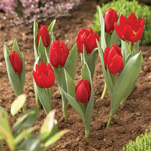 Round Bulb Baskets (Pack Of 3) 7 Round Bulb Baskets (Pack Of 3) - Image 5