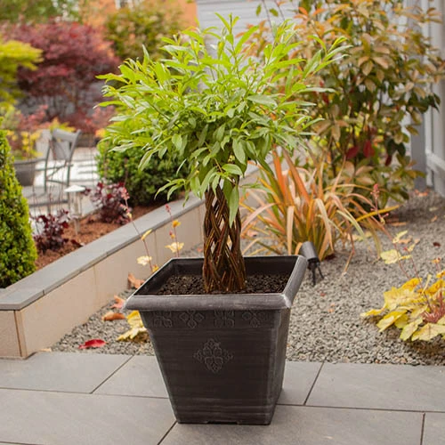 Silver 'Medley' Square Planter 4 Silver 'Medley' Square Planter - Image 2