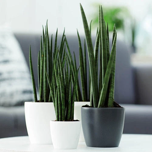 Anthracite Plastic Houseplant Pot Cover 18cm 5 Anthracite Plastic Houseplant Pot Cover 18cm - Image 3