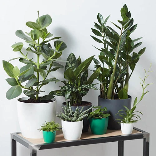 White Plastic Houseplant Pot Cover 22cm 4 White Plastic Houseplant Pot Cover 22cm - Image 2