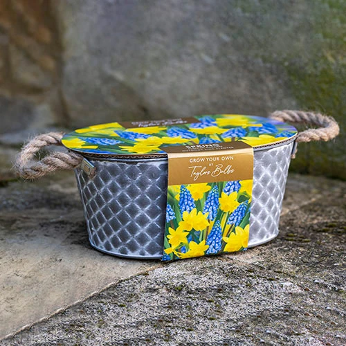 Outdoor Metal Trough Narcissi & Muscari Planter 3 Outdoor Metal Trough Narcissi & Muscari Planter