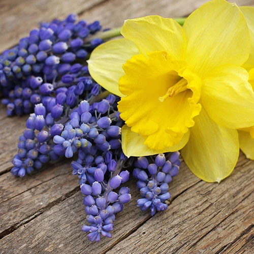 Outdoor Metal Trough Narcissi & Muscari Planter 4 Outdoor Metal Trough Narcissi & Muscari Planter - Image 2
