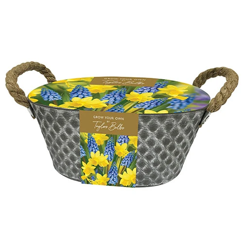 Outdoor Metal Trough Narcissi & Muscari Planter 6 Outdoor Metal Trough Narcissi & Muscari Planter - Image 4