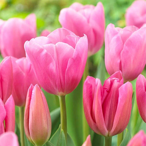 Outdoor Narcissi And Tulip Bucket Planter 5 Outdoor Narcissi And Tulip Bucket Planter - Image 3