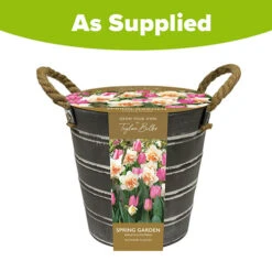 Outdoor Narcissi And Tulip Bucket Planter 9 Outdoor Narcissi And Tulip Bucket Planter -OWL Plant Shop 161135 3