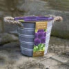 Outdoor Metal Bucket Allium Planter 2 Outdoor Metal Bucket Allium Planter -OWL Plant Shop 161184
