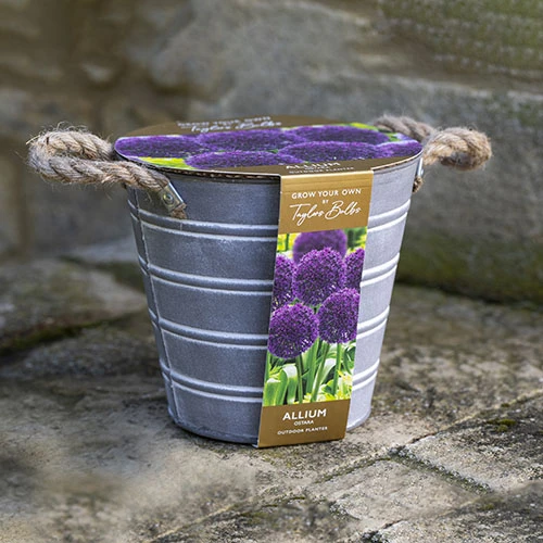 Outdoor Metal Bucket Allium Planter 3 Outdoor Metal Bucket Allium Planter