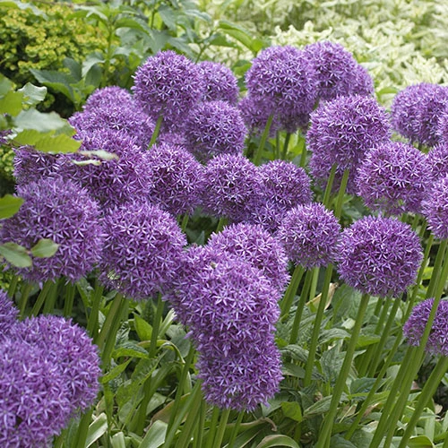 Outdoor Metal Bucket Allium Planter 4 Outdoor Metal Bucket Allium Planter - Image 2