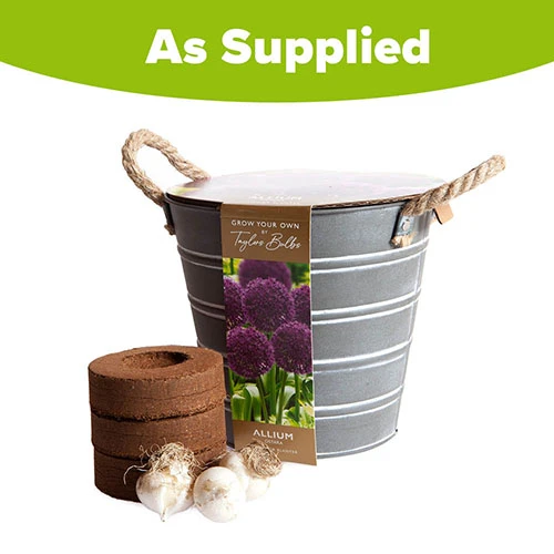 Outdoor Metal Bucket Allium Planter 5 Outdoor Metal Bucket Allium Planter - Image 3