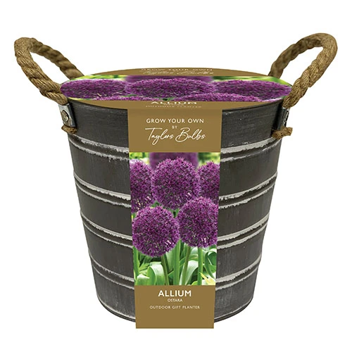 Outdoor Metal Bucket Allium Planter 6 Outdoor Metal Bucket Allium Planter - Image 4