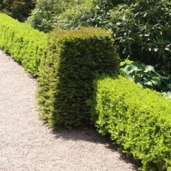 Box Hedging Pack X 10 10 Box Hedging Pack X 10 -OWL Plant Shop 230029 2