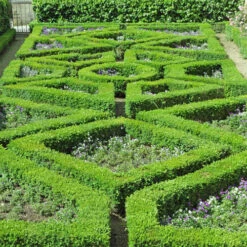 Box Hedging Pack X 10 11 Box Hedging Pack X 10 -OWL Plant Shop 230029 3