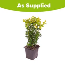 Box Hedging Pack X 10 13 Box Hedging Pack X 10 -OWL Plant Shop 230029 5