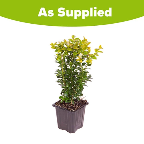Box Hedging Pack X 10 8 Box Hedging Pack X 10 - Image 6