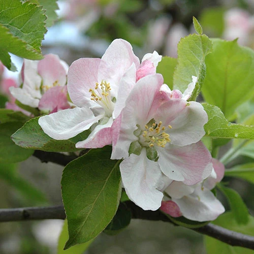 Apple 'Braeburn' 4 Apple 'Braeburn' - Image 2