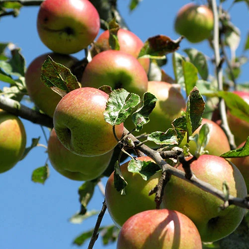 Apple 'Braeburn' 6 Apple 'Braeburn' - Image 4