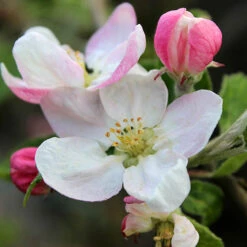 Apple 'Braeburn' 15 Apple 'Braeburn' -OWL Plant Shop 300001 6
