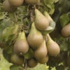 'Conference' Pear Tree 1 'Conference' Pear Tree -OWL Plant Shop 300003