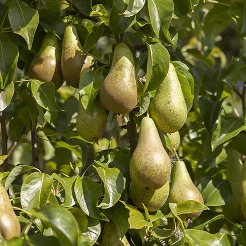 'Conference' Pear Tree 5 'Conference' Pear Tree - Image 3