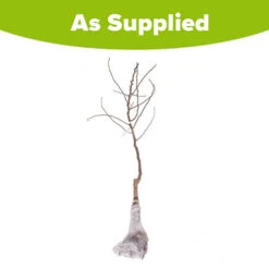 'Conference' Pear Tree 13 'Conference' Pear Tree -OWL Plant Shop 300003 5