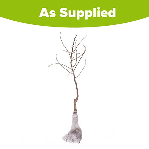 'Conference' Pear Tree 8 'Conference' Pear Tree - Image 6