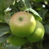 'Bramley' Apple Tree 2 'Bramley' Apple Tree -OWL Plant Shop 300006