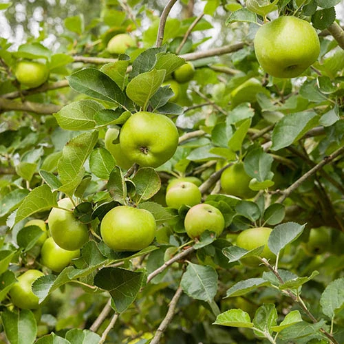 'Bramley' Apple Tree 4 'Bramley' Apple Tree - Image 2