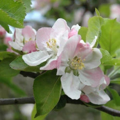 'Bramley' Apple Tree 11 'Bramley' Apple Tree -OWL Plant Shop 300006 3