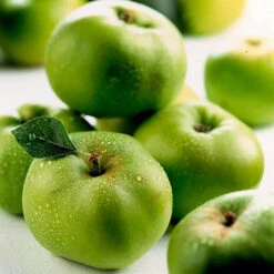 'Bramley' Apple Tree 13 'Bramley' Apple Tree -OWL Plant Shop 300006 5