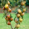 Duo Fruit Tree - Pear Conference & Concorde 1 Duo Fruit Tree - Pear Conference & Concorde -OWL Plant Shop 300064