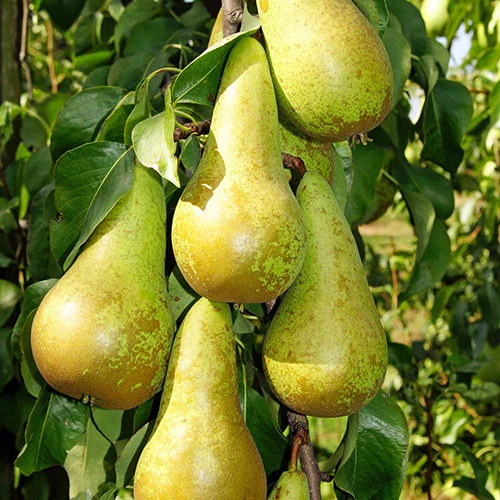 Duo Fruit Tree - Pear Conference & Concorde 5 Duo Fruit Tree - Pear Conference & Concorde - Image 3