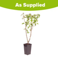 Duo Fruit Tree - Pear Conference & Concorde 9 Duo Fruit Tree - Pear Conference & Concorde -OWL Plant Shop 300064 3