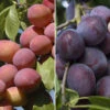 Duo Plum Fruit Tree - 'Victoria' And 'Czar' 1 Duo Plum Fruit Tree - 'Victoria' And 'Czar' -OWL Plant Shop 300066