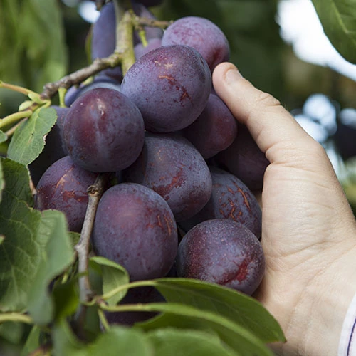Duo Plum Fruit Tree - 'Victoria' And 'Czar' 5 Duo Plum Fruit Tree - 'Victoria' And 'Czar' - Image 3