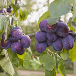 Duo Plum Fruit Tree - 'Victoria' And 'Czar' 12 Duo Plum Fruit Tree - 'Victoria' And 'Czar' -OWL Plant Shop 300066 4
