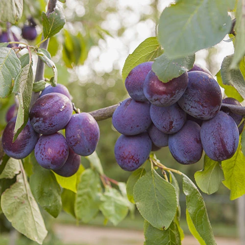 Duo Plum Fruit Tree - 'Victoria' And 'Czar' 7 Duo Plum Fruit Tree - 'Victoria' And 'Czar' - Image 5