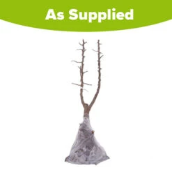 Duo Plum Fruit Tree - 'Victoria' And 'Czar' 13 Duo Plum Fruit Tree - 'Victoria' And 'Czar' -OWL Plant Shop 300066 5