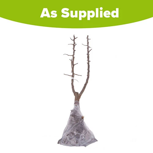 Duo Plum Fruit Tree - 'Victoria' And 'Czar' 8 Duo Plum Fruit Tree - 'Victoria' And 'Czar' - Image 6