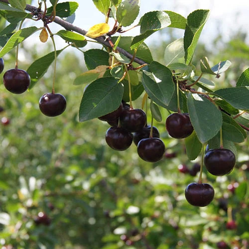 Cherry Bush 'Athos' 6 Cherry Bush 'Athos' - Image 4